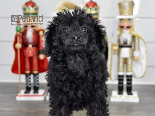 [#553] Black Female Poodle Puppies For Sale