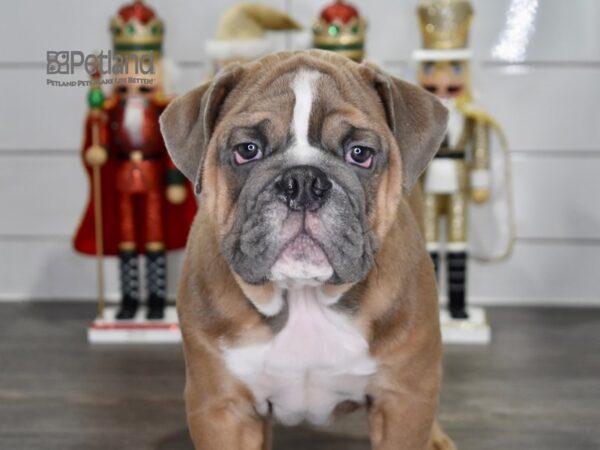 English Bulldog Dog Female Blue Fawn 5494 Petland Independence, Missouri