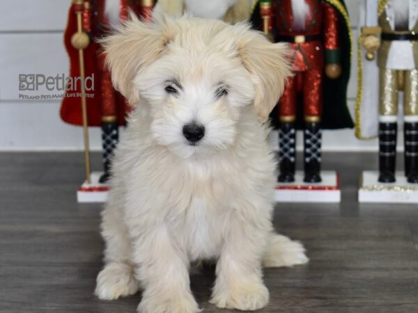 Maltipoo Dog Female Cream 539 Petland Independence, Missouri