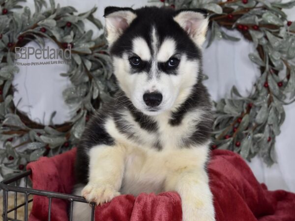 Siberian Husky Dog Male Black & White 5403 Petland Independence, Missouri