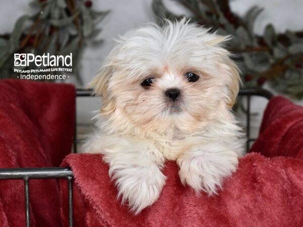 Shih Tzu-Dog-Male-Cream-5363-Petland Independence, Missouri