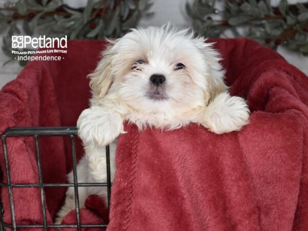 Pekeapoo-Dog-Male-White & Tan-5372-Petland Independence & Lee's Summit, MO
