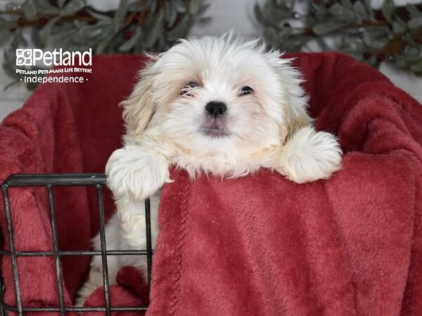 Pekeapoo Dog Male White & Tan 5372 Petland Independence, Missouri