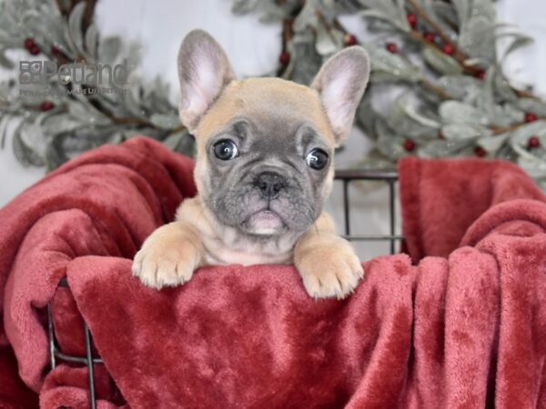 French Bulldog Dog Female Blue Fawn 577 Petland Independence, Missouri