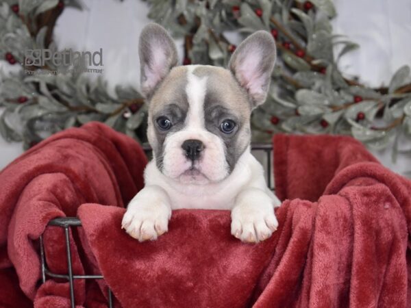 French Bulldog Dog Male Blue Piebald 576 Petland Independence, Missouri