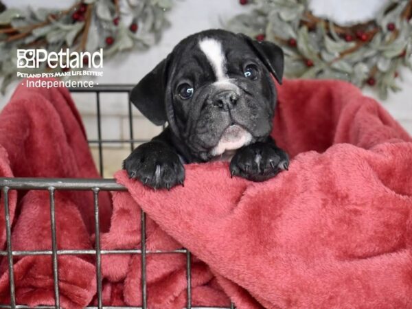 English Bulldog Dog Male Black 5385 Petland Independence, Missouri