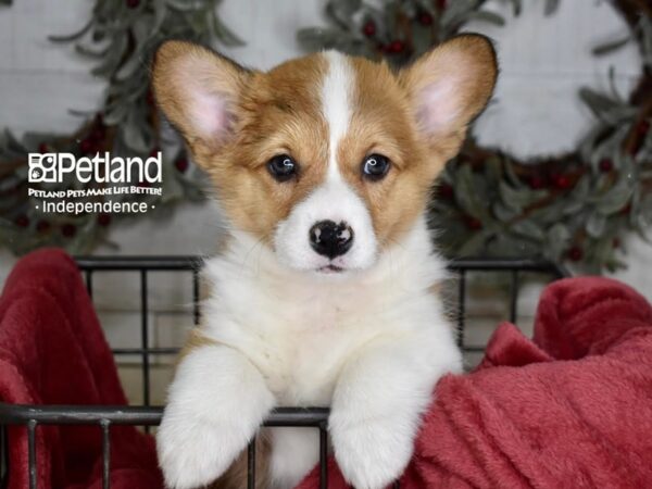 Pembroke Welsh Corgi-Dog-Female-Red & White-5401-Petland Independence, Missouri