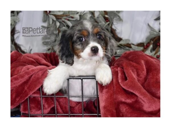 Cavapoo Dog Male Blue Merle & White 587 Petland Independence, Missouri