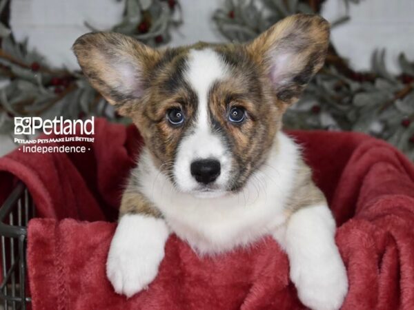 Cardigan Welsh Corgi Dog Female Brindle & White 5411 Petland Independence, Missouri