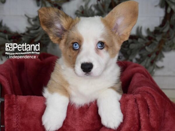 Cardigan Welsh Corgi-Dog-Male-Red Merle-5410-Petland Independence, Missouri