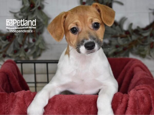Jack Russell Terrier-Dog-Female-Tan & White-5407-Petland Independence, Missouri