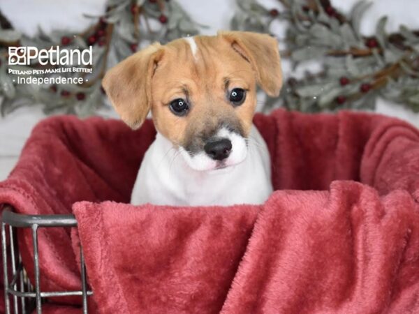 Jack Russell Terrier Dog Male Tan & White 5405 Petland Independence, Missouri