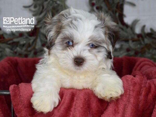 Shih Poo-Dog-Male-Merle Parti-5413-Petland Independence, Missouri