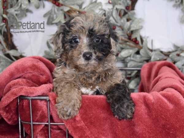[#604] Merle Male Poodle Puppies For Sale