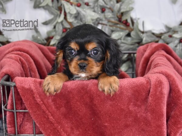 Cavalier King Charles Spaniel Dog Male Black & Tan 603 Petland Independence, Missouri