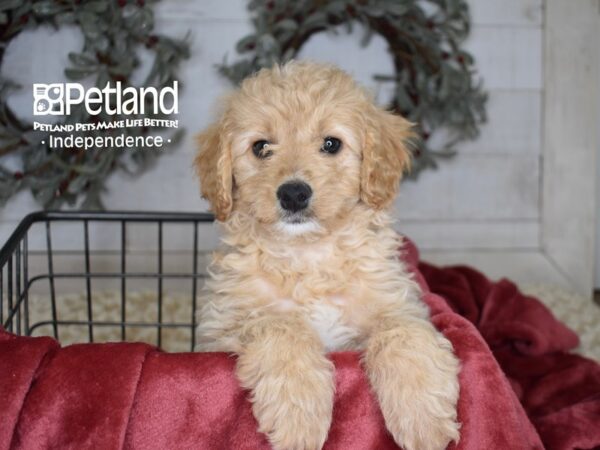 Miniature Goldendoodle 2nd Gen Dog Female Golden 5418 Petland Independence, Missouri