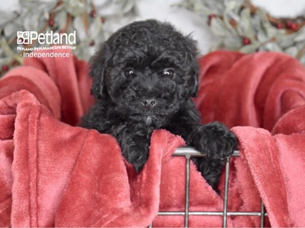 Miniature Goldendoodle 2nd Gen Dog Male Black 5424 Petland Independence, Missouri