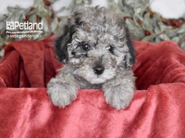 Miniature Goldendoodle 2nd Gen-Dog-Female-Merle-5428-Petland Independence & Lee's Summit, MO