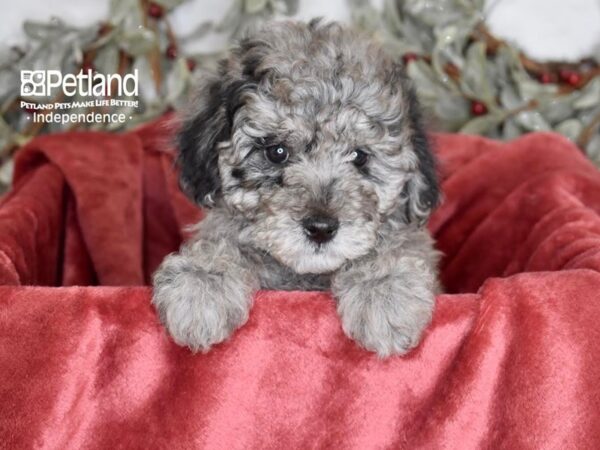 Miniature Goldendoodle 2nd Gen-Dog-Female-Merle-5428-Petland Independence, Missouri