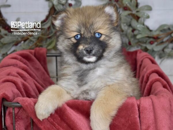 Pomsky 2nd Gen Dog Female Sable 5432 Petland Independence, Missouri