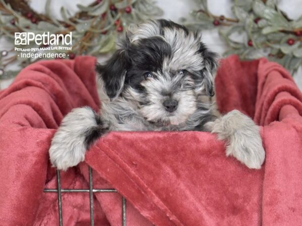 Miniature Aussidoodle-Dog-Female-Blue Merle-5437-Petland Independence, Missouri