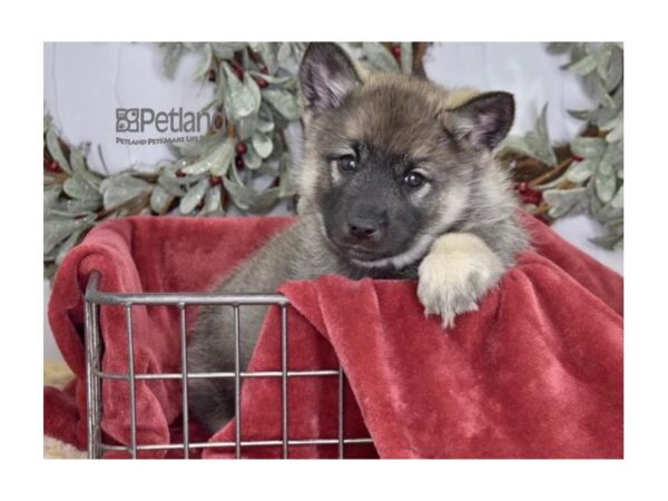 Norwegian Elkhound Dog Female Gray & Black 616 Petland Independence, Missouri