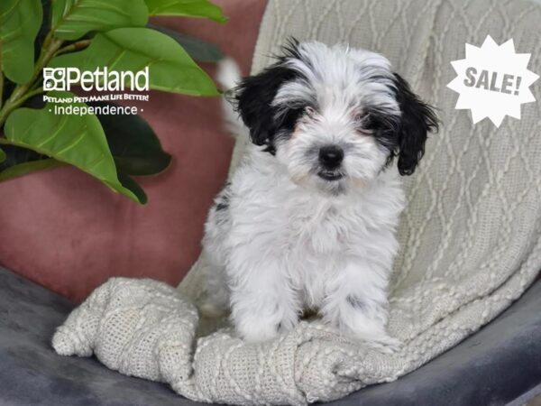 Maltipoo-Dog-Male-Black & White-5307-Petland Independence, Missouri