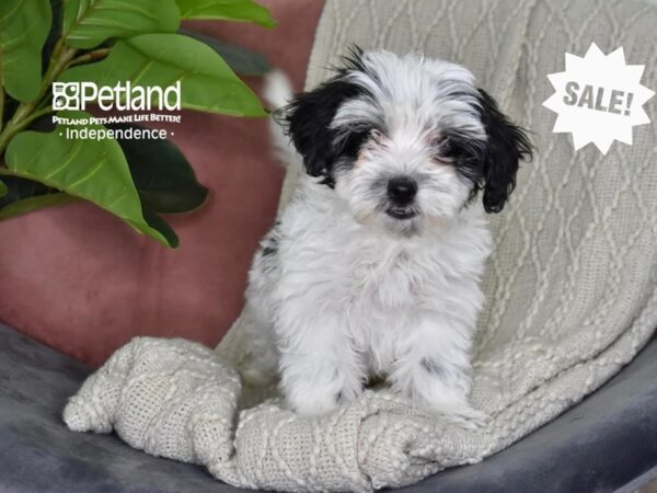 Maltipoo Dog Male Black & White 5307 Petland Independence, Missouri