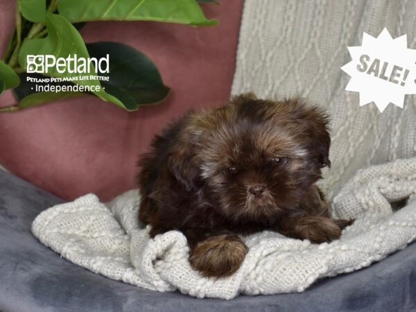 Shih Tzu-Dog-Female-Chocolate & Tan-5319-Petland Independence, Missouri