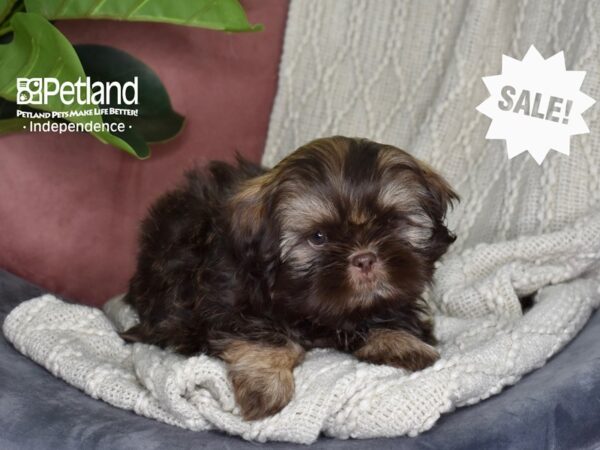 Shih Tzu-Dog-Male-Chocolate & Tan-5317-Petland Independence & Lee's Summit, MO