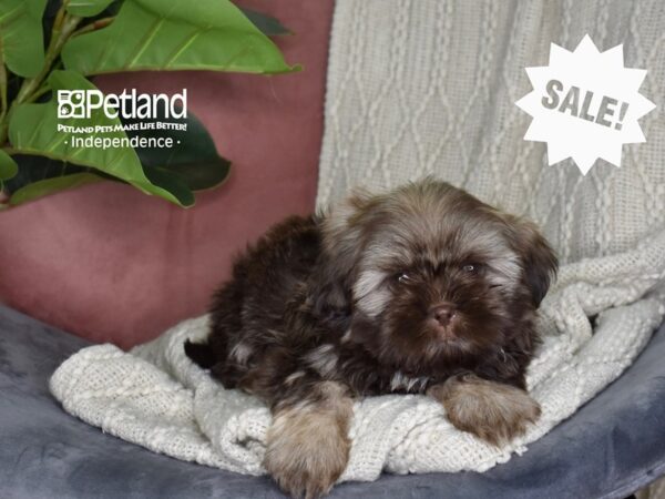 Shih Tzu Dog Male Chocolate & Tan 5318 Petland Independence, Missouri