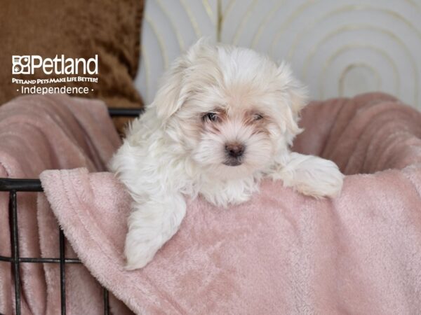 Maltipoo Dog Male White 5445 Petland Independence, Missouri