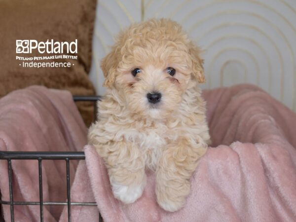 Maltipoo Dog Male Apricot 5446 Petland Independence, Missouri