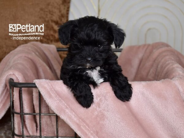 Yorkie Poo Dog Male Black 5447 Petland Independence, Missouri