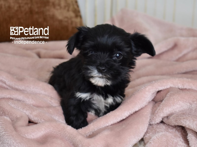 [#5448] Black Female Yorkie Poo Puppies For Sale