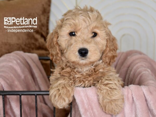 Miniature Goldendoodle 2nd Gen Dog Male Golden 5449 Petland Independence, Missouri