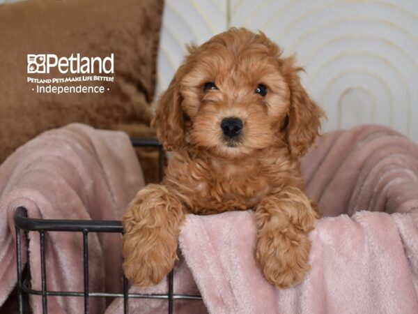 Miniature Goldendoodle 2nd Gen Dog Female Golden 5450 Petland Independence, Missouri