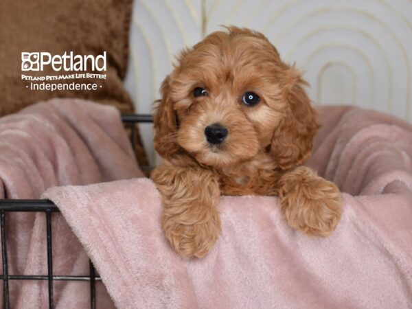 Miniature Goldendoodle 2nd Gen Dog Female Golden 5451 Petland Independence, Missouri