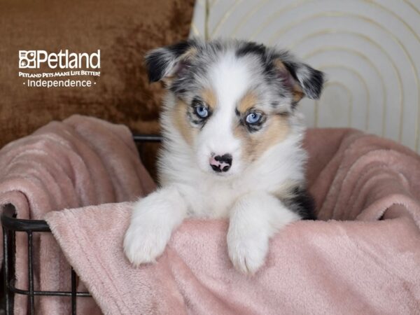 Miniature Australian Shepherd Dog Female Blue Merle 5452 Petland Independence, Missouri