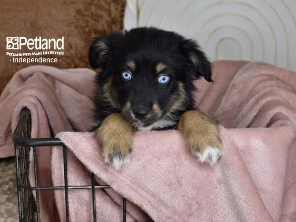 Miniature Australian Shepherd Dog Female Black Tri 5453 Petland Independence, Missouri