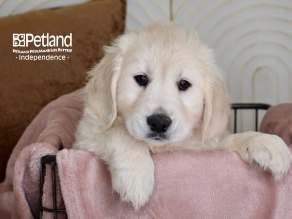 Golden Retriever Dog Female Light Golden 5454 Petland Independence, Missouri