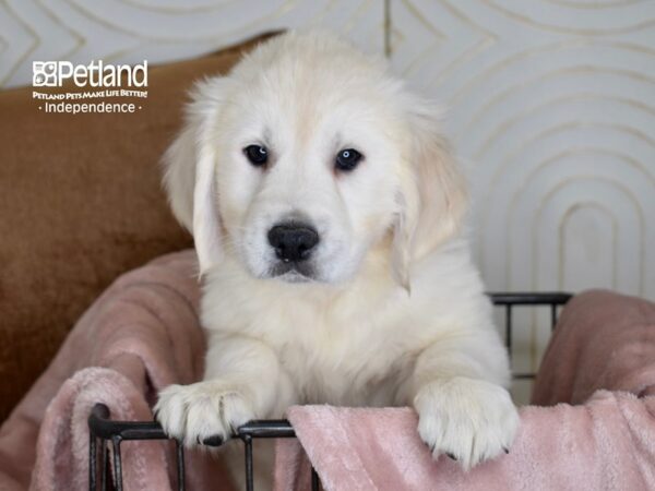 Golden Retriever Dog Male Light Golden 5456 Petland Independence, Missouri