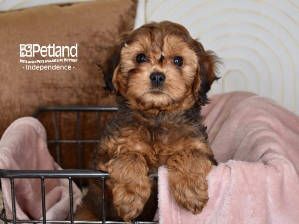 Cavapoo-Dog-Male-Red Sable-5442-Petland Independence, Missouri