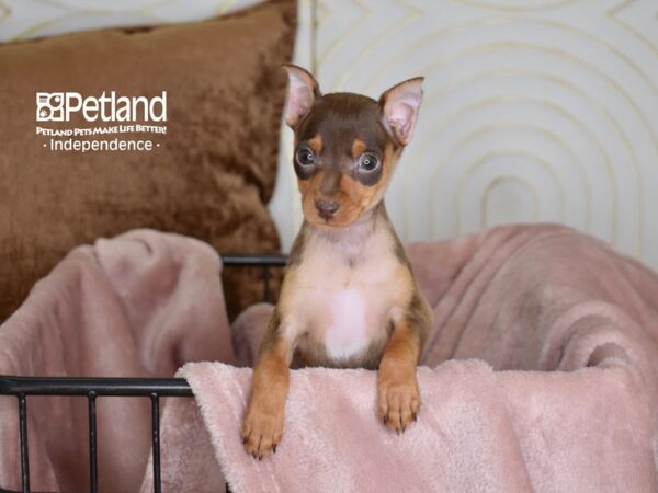 Miniature Pinscher Dog Female Chocolate & Tan 5443 Petland Independence, Missouri