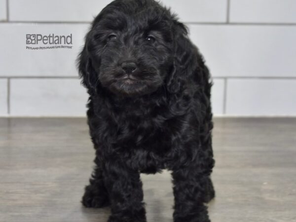 Miniature Goldendoodle 2nd Gen Dog Male Black 617 Petland Independence, Missouri