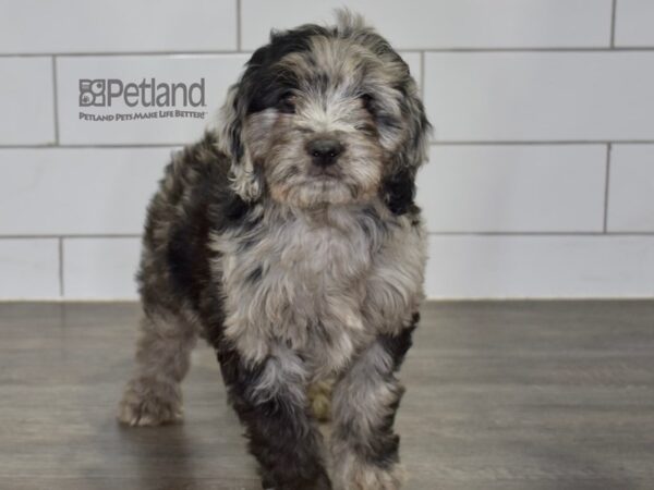 Miniature Goldendoodle 2nd Gen Dog Male Blue Merle 618 Petland Independence, Missouri