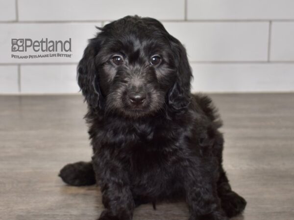 Miniature Goldendoodle 2nd Gen Dog Female Black 619 Petland Independence, Missouri