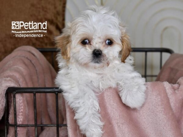 Shih Poo-Dog-Female-White & Cream-5458-Petland Independence & Lee's Summit, MO