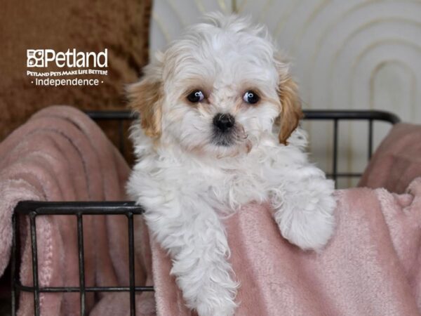 Shih Poo Dog Female White & Cream 5458 Petland Independence, Missouri