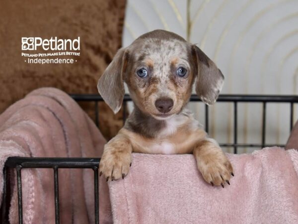 Dachshund Dog Female Lilac Dapple 5463 Petland Independence, Missouri